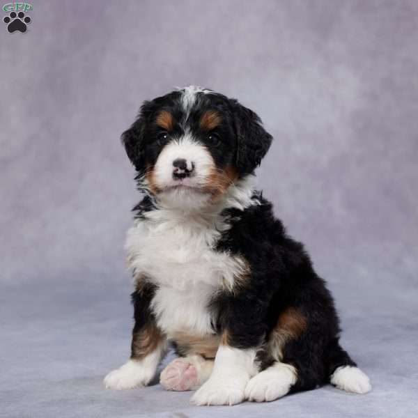 Dakota, Mini Bernedoodle Puppy